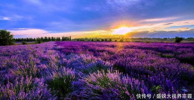 大老远跑去新疆看花海河北千亩花海正在盛放，门票56离家还近！