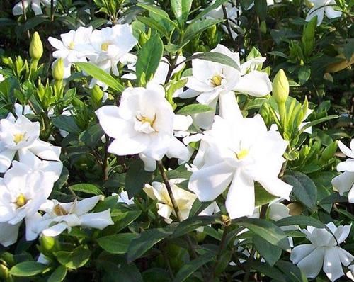  「软肋」栀子花“黄叶”毛病多？避开2个软肋，随随便便养活，绿叶满盆花