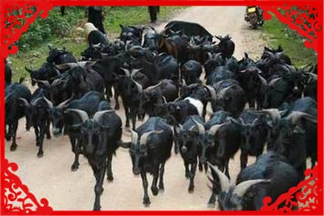  收益：农村养殖这几种畜禽收益高，而且销路不愁，值得推荐