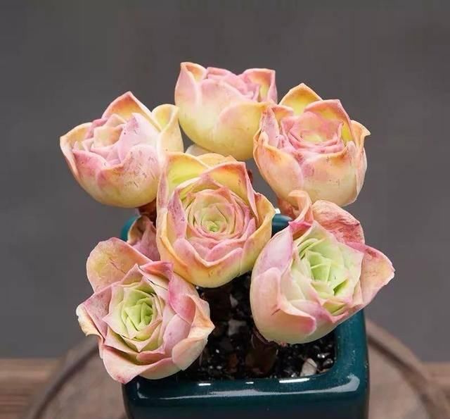 #属多肉植物#适合女生的8种“治愈系”多肉,家里养一盆,天天有好心情
