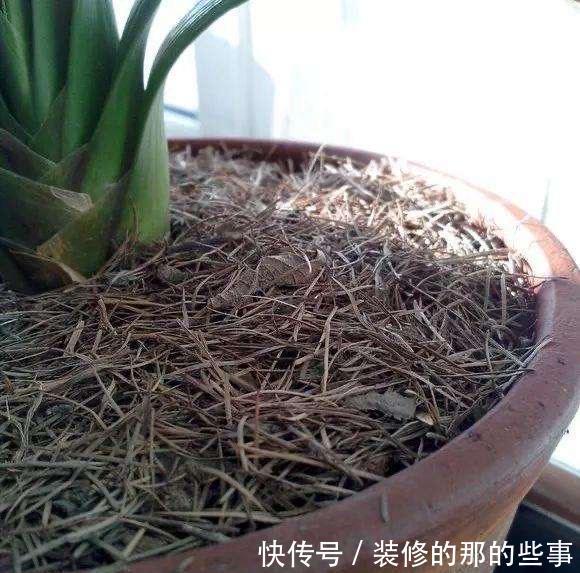 『沙子』家庭养花,2个“小妙招”,几十盆花都养得好好的,叶翠绿花儿美