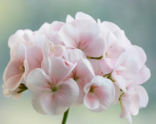  「沁人心脾」此几款花卉，开花非常漂亮，花香沁人心脾，挂在阳台开成瀑布
