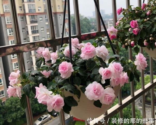 绣球@“5款花”一年花开不断,花开艳丽夺目,花朵似绣球,一眼就爱上