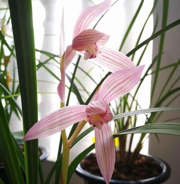  『多瓣奇花』养“兰花”首先这3种，好养“价低”，花型奇特，清香宜人