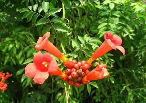  『棕色』凌霄翠叶团团如盖，花大色艳，繁花艳彩