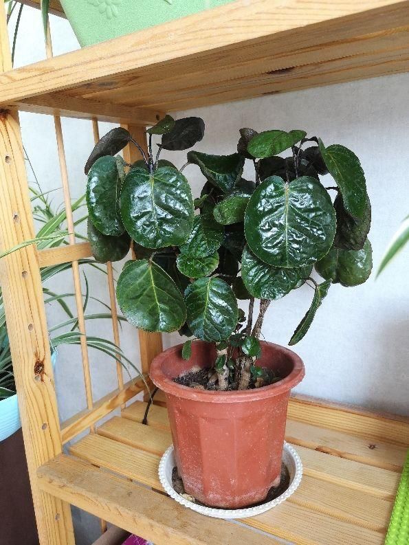  #值钱#再穷也要养盆橡皮树，养得时间久了，就越值钱