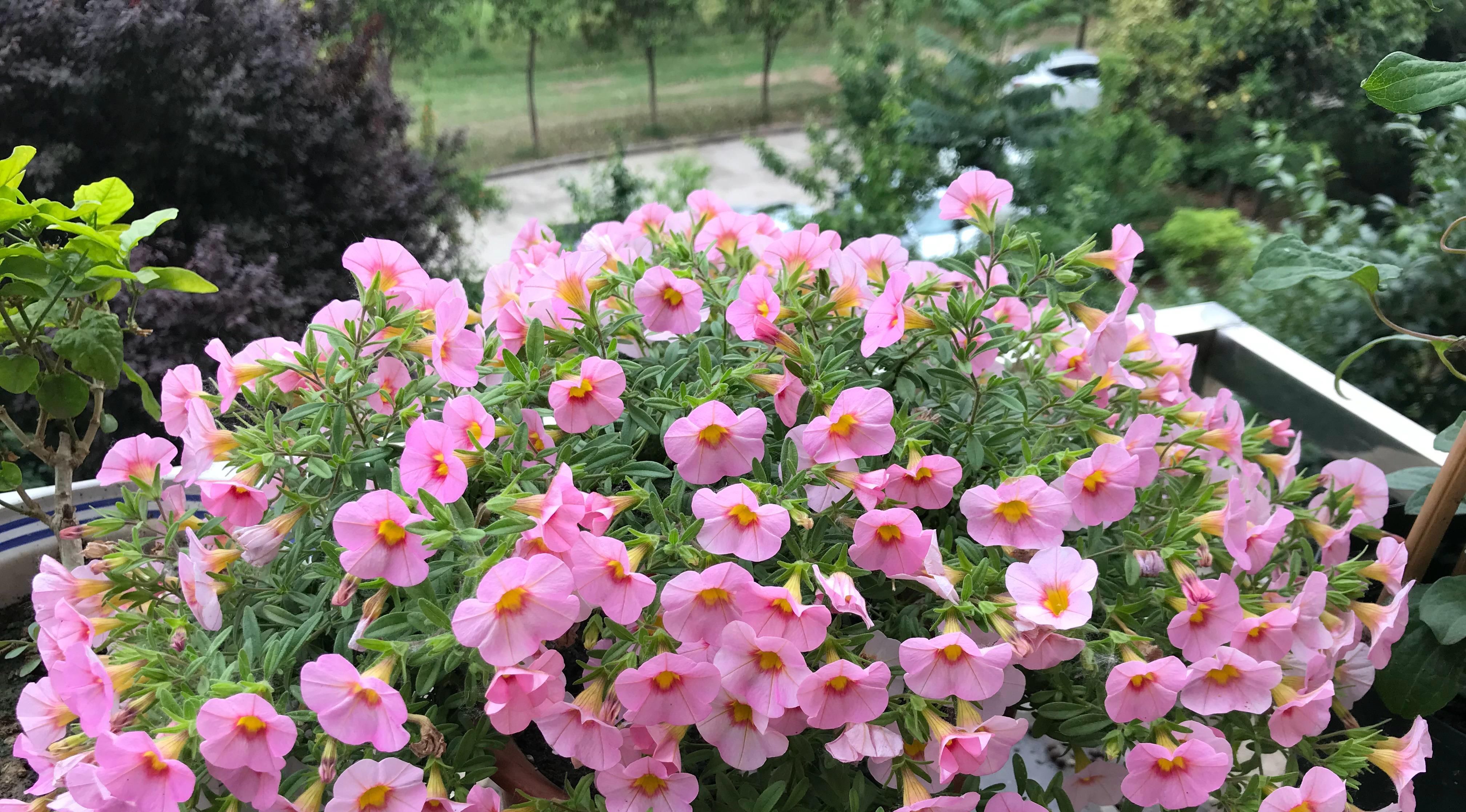  入手：新手养花选这种，花色绚丽多彩，三季开花，好养易活，很值得入手
