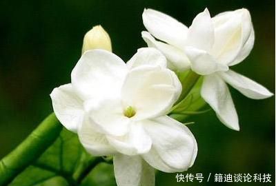 「扦插」栀子花扦插方法及图解