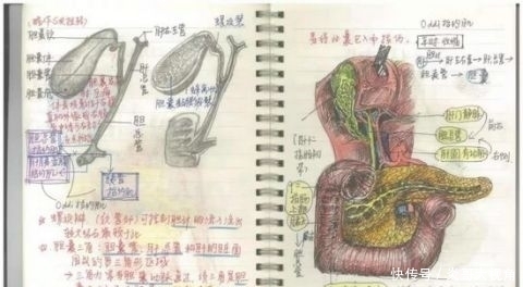  『借来』学霸的笔记原来长这样……网友：期末了我想借来复习！