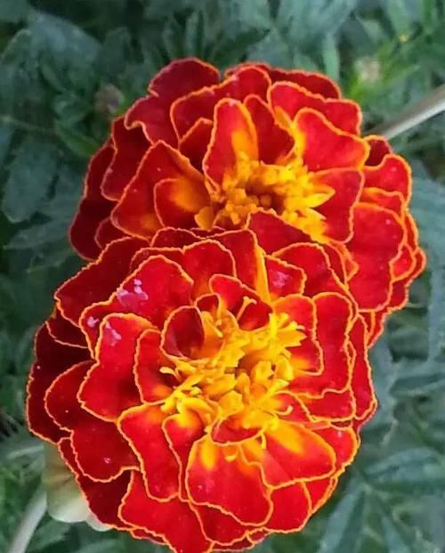  『代表着』花友选出了自己认为最美的50种花
