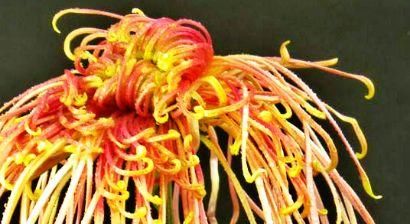  「玫瑰」喜欢玫瑰，不如养盆“菊中珍品”盘龙飞天，似祥龙翱翔，高贵威武