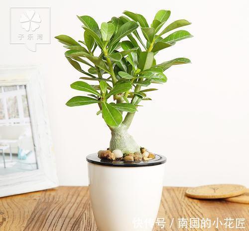  生存|沙漠也有花开，家养一盆沙漠盆景，看沙漠风情