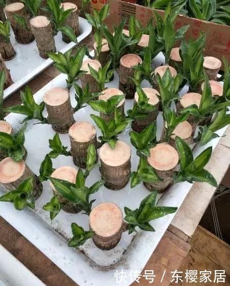 #试试#养不好的花,试试无土水培,几天长出大白根,还能开花呢!