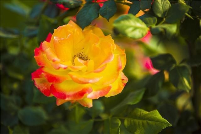 「美丽」美丽平原:月季花开正艳 姹紫嫣红“靓”满城