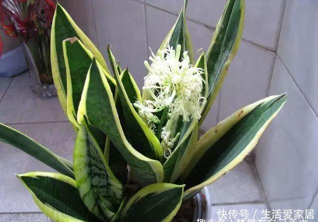  #叶片#卧室养“3种花”，空气清新、睡眠好，枝叶翠绿、观赏性高，真值