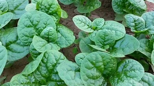  「蔬菜」不能在光线不好的阳台上种菜吗？即使是漫长的黑暗的一天