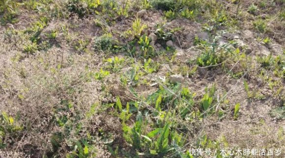  成了|在农村是野草，现如今成了“香饽饽”，城里能卖到10元一斤