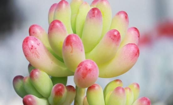  「几天浇一」想养果冻色植物就养它，叶色翠绿至粉红，很可爱，注意要少浇水哟