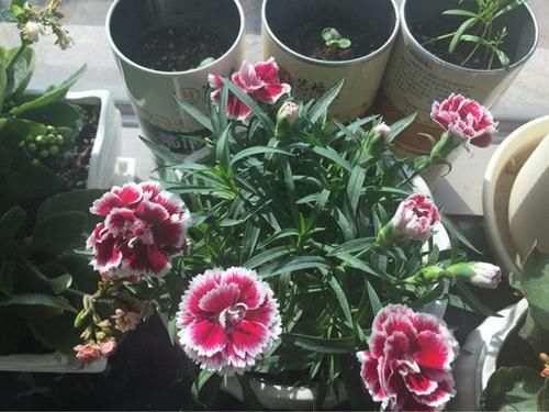  『露台』家有露台，就选这四款花卉，丢盆里就疯长，花色迷人，花苞蹿满头