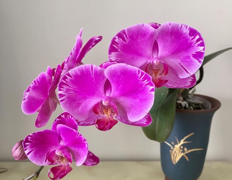  蝴蝶兰|夏季养蝴蝶兰，几点做到位，下次开花更多