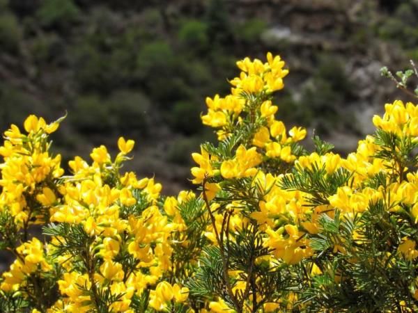  「大熊猫」植物界的“大熊猫”你见过吗？这两天在新龙开花了