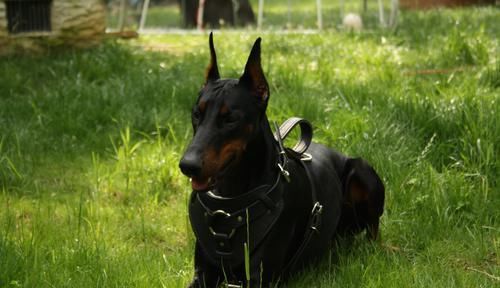 形象■最近《庆余年》动物版海报火了起来,都说这些动物与剧中角色神似