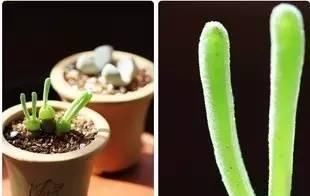  小巧■这几种多肉千万不要养, 小时候看着小巧可爱, 长大后丑的要死!