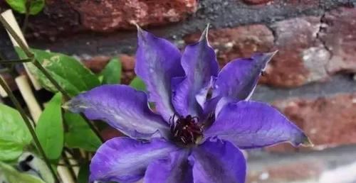  [园艺师]被誉为“藤本植物皇后”的杰克曼铁线莲，堪称植物认第一。
