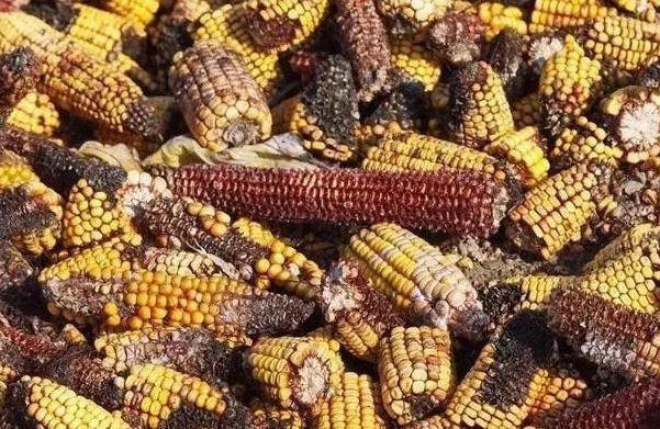  车用乙醇汽油■乙醇汽油必备知识点，司机朋友请注意收藏！