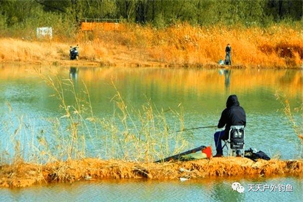  难事|初冬鲫鱼难钓？那是方法不对，就用这三招，鲫鱼连竿不是难