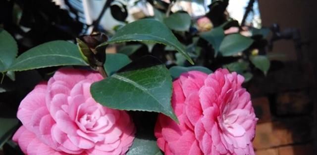  #盆栽茶花#养茶花，一个浇水小细节，不掉叶、开花多、长得壮，一盆养多年