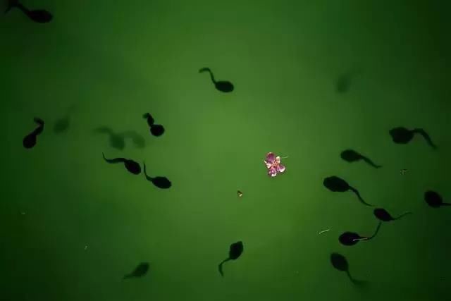 春天怎么拍才有意境？十招让您立刻开窍！