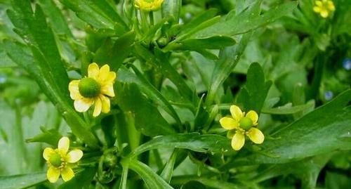  「视为」乡下一种野生植物，农民常将其视为杂草，殊不知全草可入药