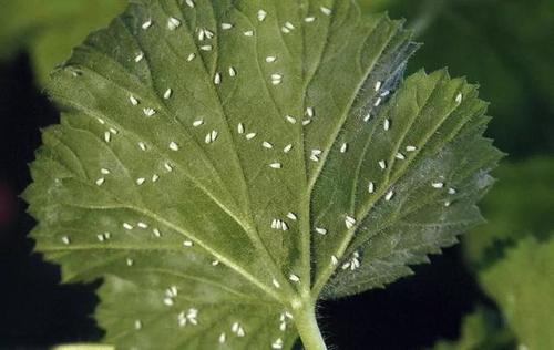 刺吸害虫真可恶，骚扰我家阳台上的花，看我如何治你！