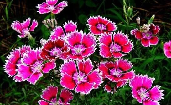  [家里]“4种花”养家里，花苞轻松开满枝，繁花似锦，养在阳台美成窗帘