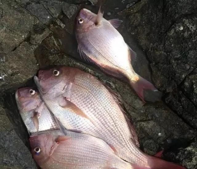  「东山叫红」46种海钓常见的鲷类鱼，最后一种高价的鱼原来也是鲷鱼，才知道