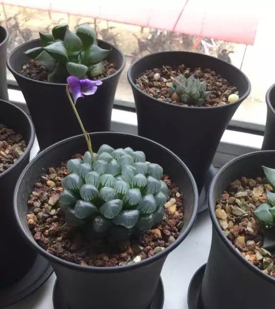  『品种』夏天养玉露，可“闷”，不可“晒”，小心晒成“屎色”，大打折扣