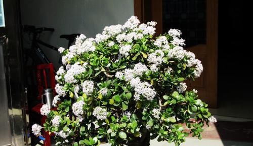 『花芽分化』玉树不开花是什么原因,如何救护?