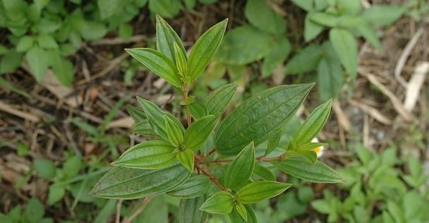 『花瓣』此花，花朵由五片花瓣组成，花色为玫瑰红色或粉红色。