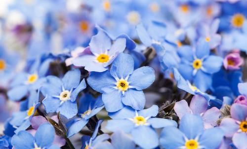  #名字#3种花很好养，给点水就蹭蹭长不停，名字优雅开花漂亮，人见人爱