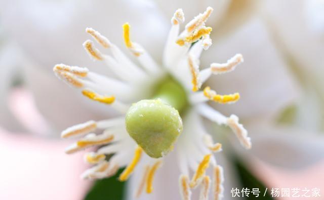  果子@盆栽柠檬只开花不结果？可能是2点没做好，果子满枝头