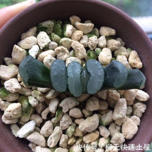 『植物』春天买的多肉植物们,花了几百块,不知道亏了吗