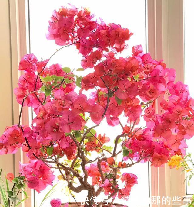  『催花』养三角梅，3个催花小手段要知道，花量猛增，一开就是大半年！