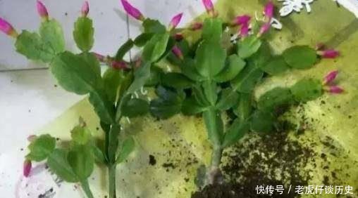  『系上的土壤』花店老板都嫌弃的花，白白送我，2个月后倒手卖100块
