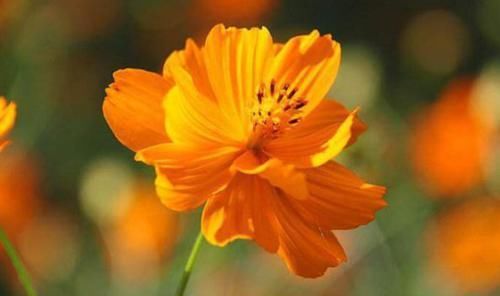  『野性美』客厅养花，就养盆“菊中精品”硫华菊，花开野性美，爆成菊花海