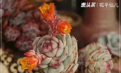  #上名#傻傻分不清的多肉，就看它这儿，一眼就能叫上名！