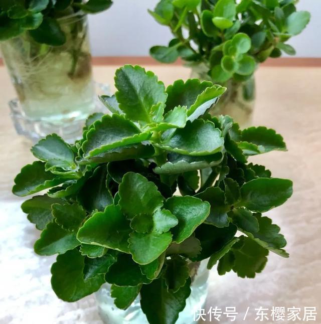 #试试#养不好的花,试试无土水培,几天长出大白根,还能开花呢!