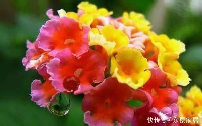 『米兰』喜欢养护花卉,就在家中养护5种花卉,开花量繁多,观赏价值高