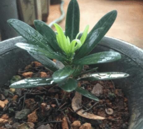 『枝叶茂盛』想要罗汉松长势快,记住这一点,茎干粗,枝叶茂盛,一年长成盆景