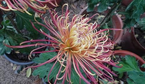  『花儿』喜欢菊花，首选“珍贵名菊”红衣金钩，似凌波仙子，妖娆动人